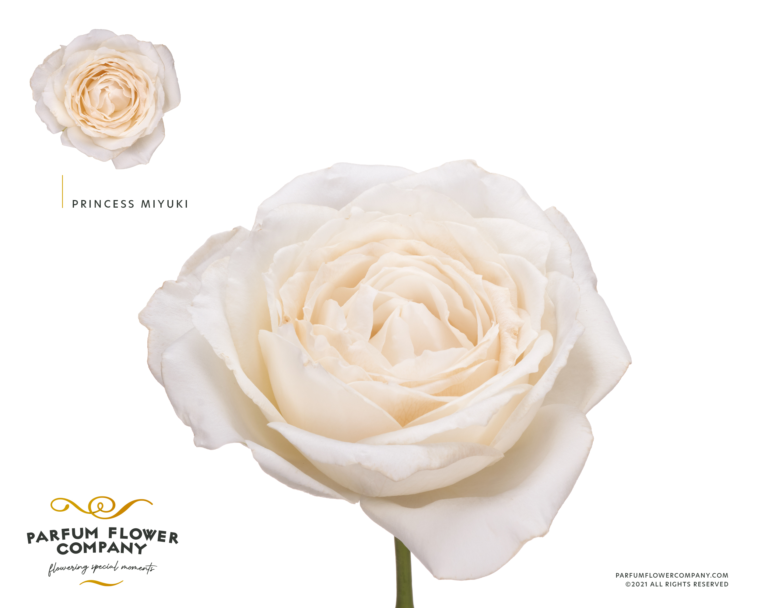 スカート MILK Garden Rose SK Darcey_Garden_Rose_2_grande.